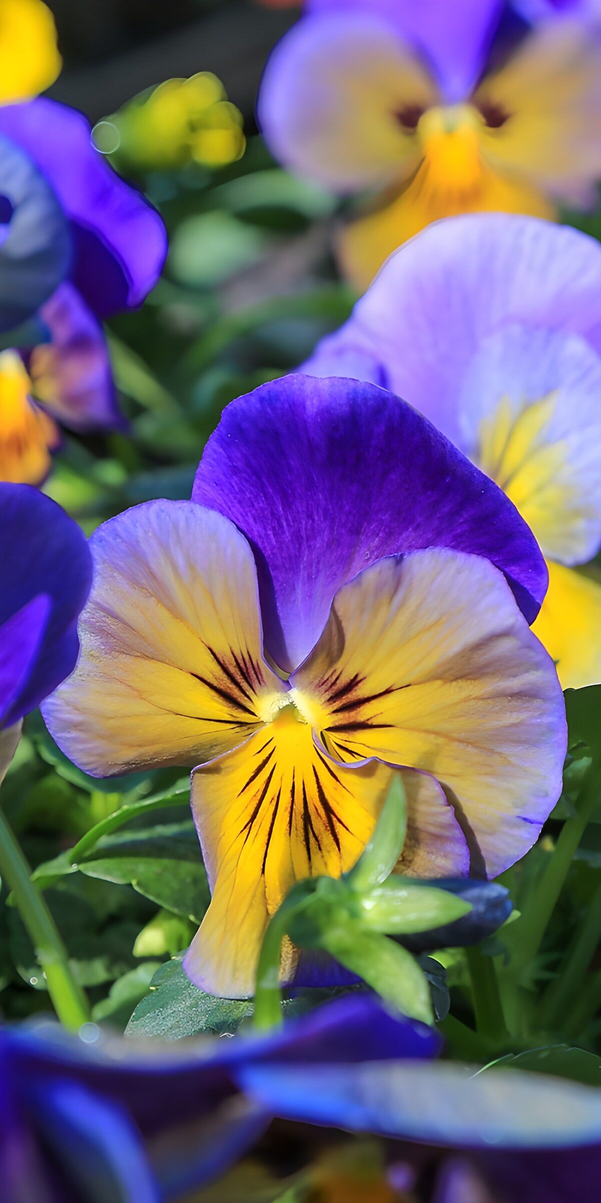 CW7542512: Prachtige paarse viooltjes in bloei