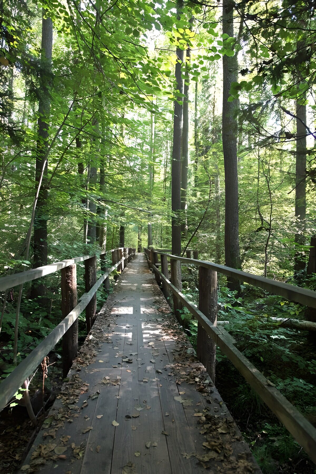 Rustige houten loopbrug door het bos