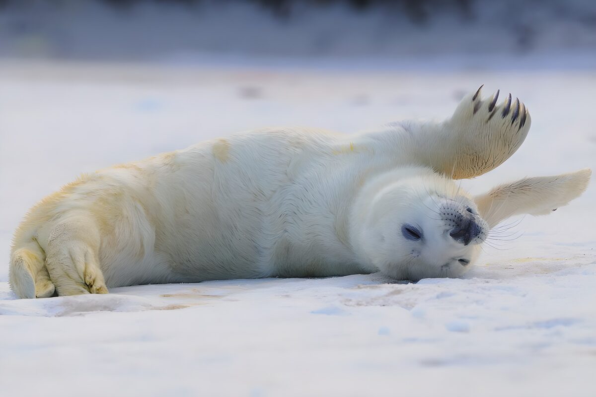 Speelse zeehond op het ijs