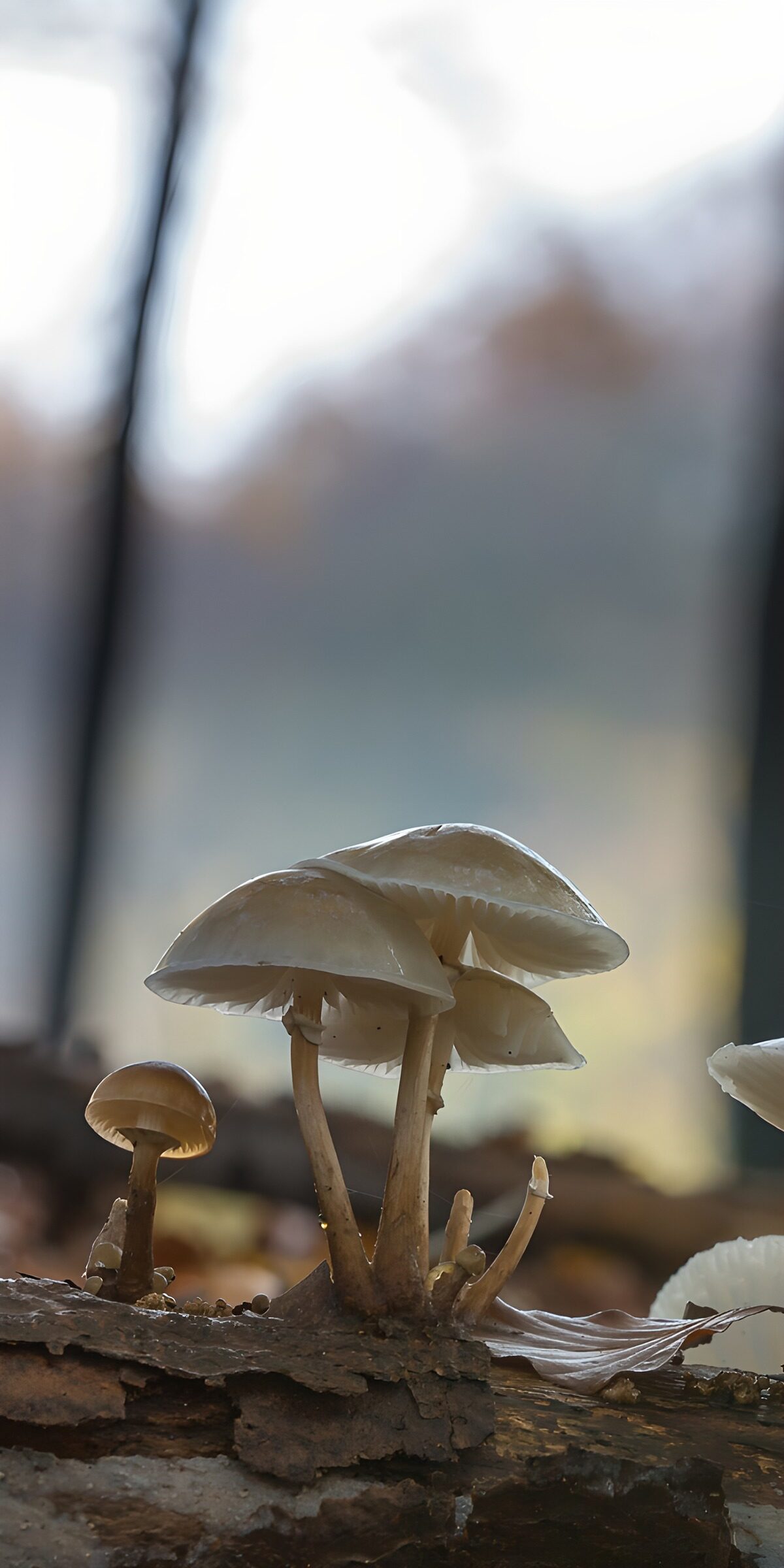 CW3331581: Paddestoelen in het woud