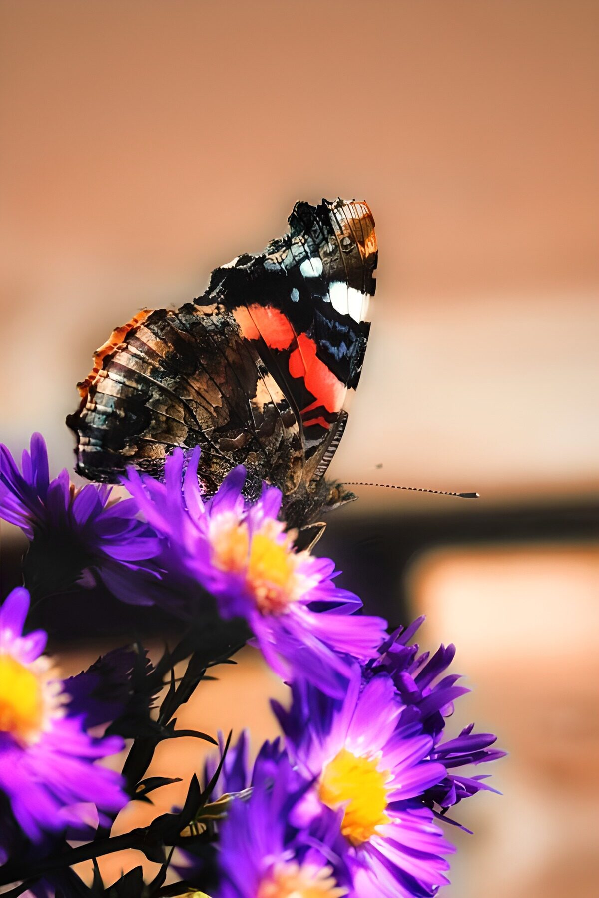 Vlinder op paarse bloemen