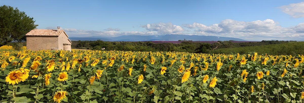 Zonnebloemenveld bij een boerderij