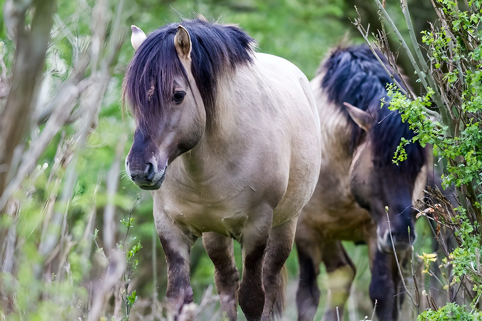 CW4182410: Paarden in het groen