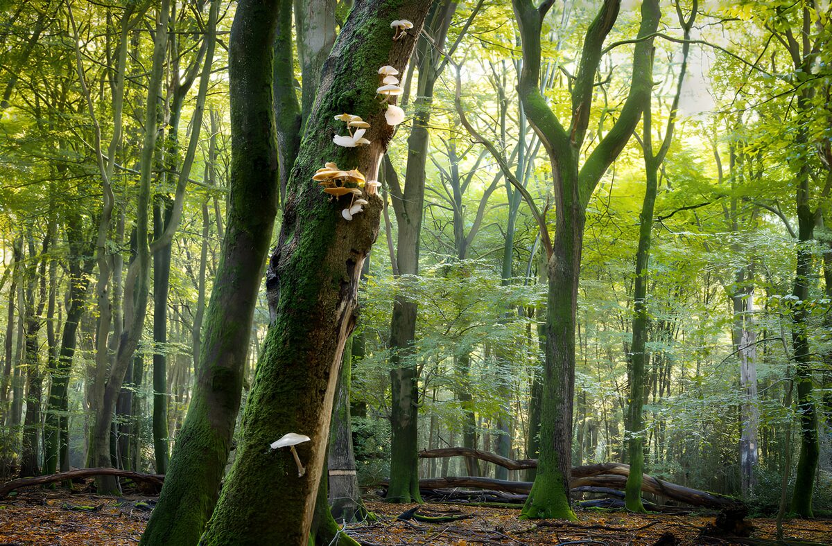 Paddenstoelen op een boom in het bos