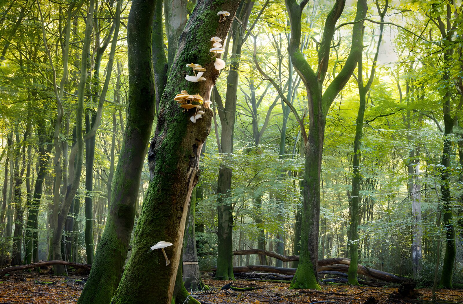 CW4119347: Paddenstoelen op een boom in het bos