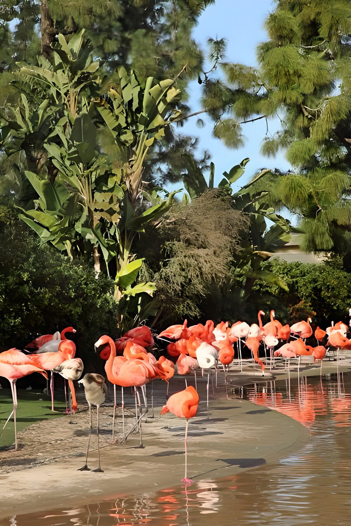 CW2602364: Groep roze flamingo's langs het water