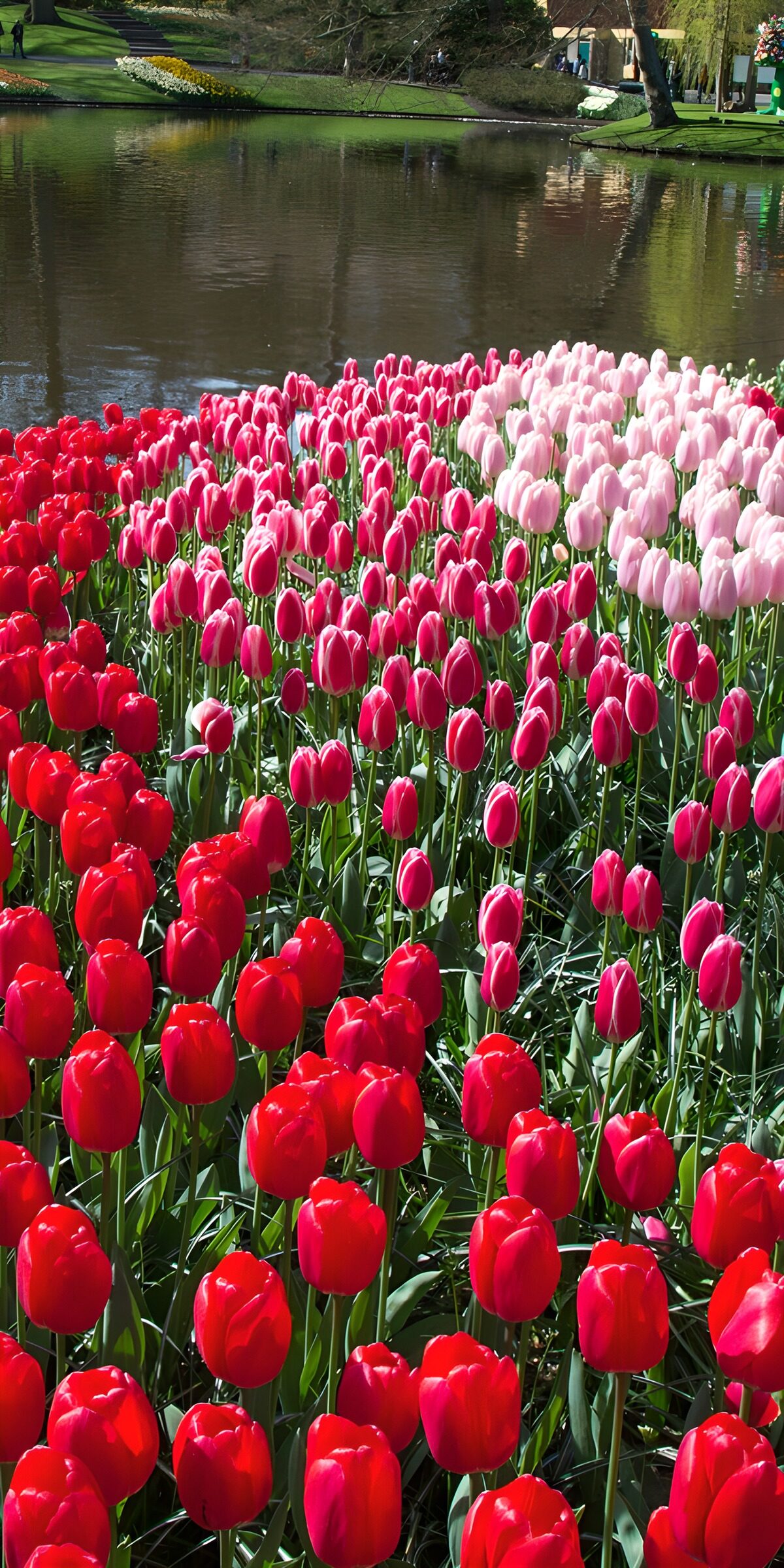 CW5117921: Kleurige Tulpen langs het Water