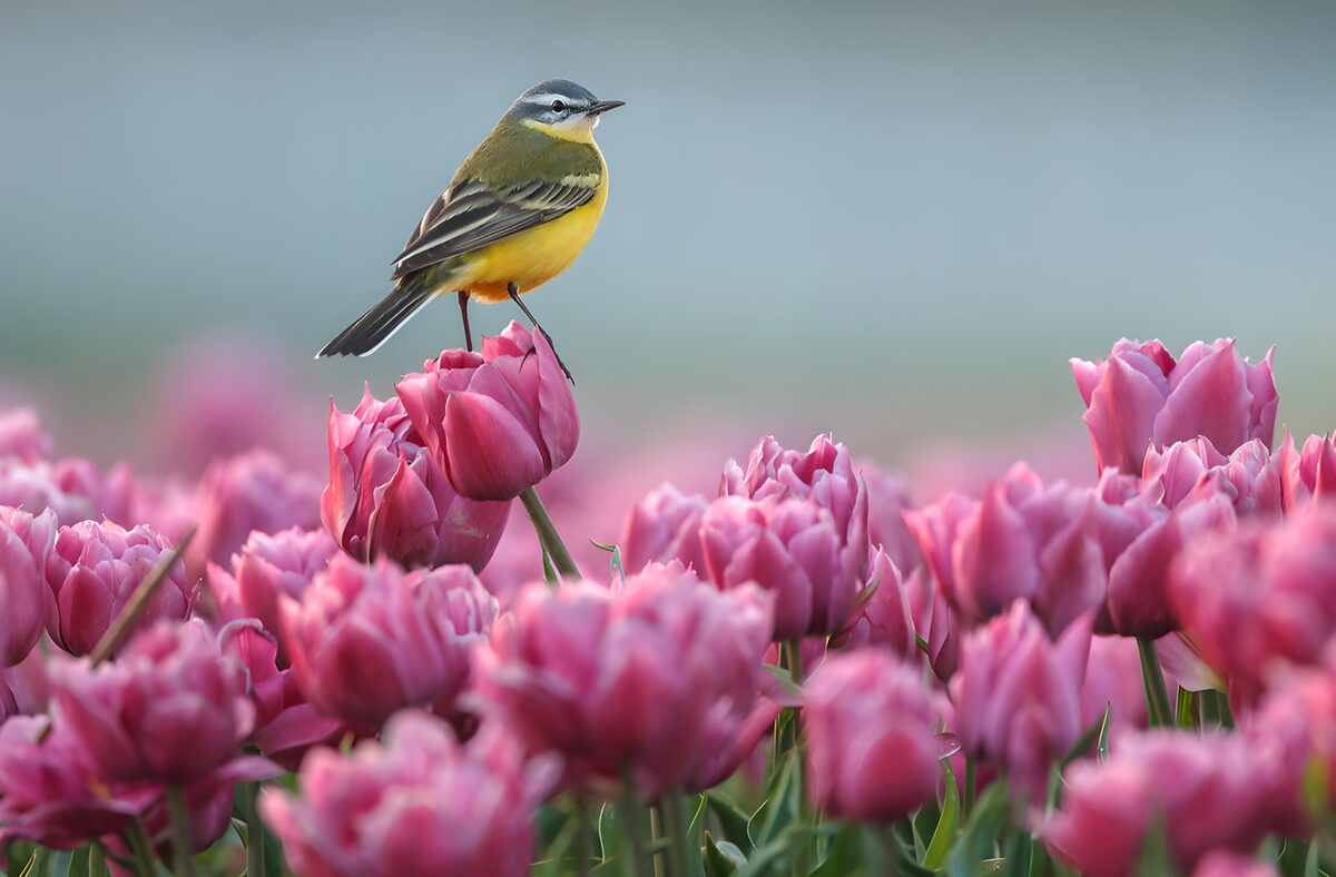 Vogel op tulpenveld