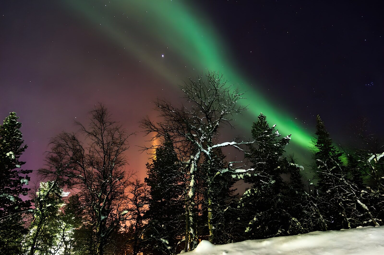 CW7663860: Aurora Borealis boven besneeuwde bomen