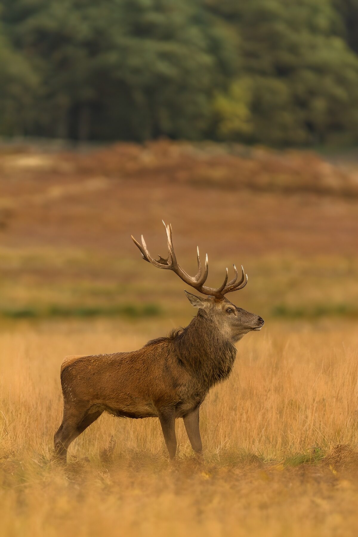 Mannelijke edelhert in het veld