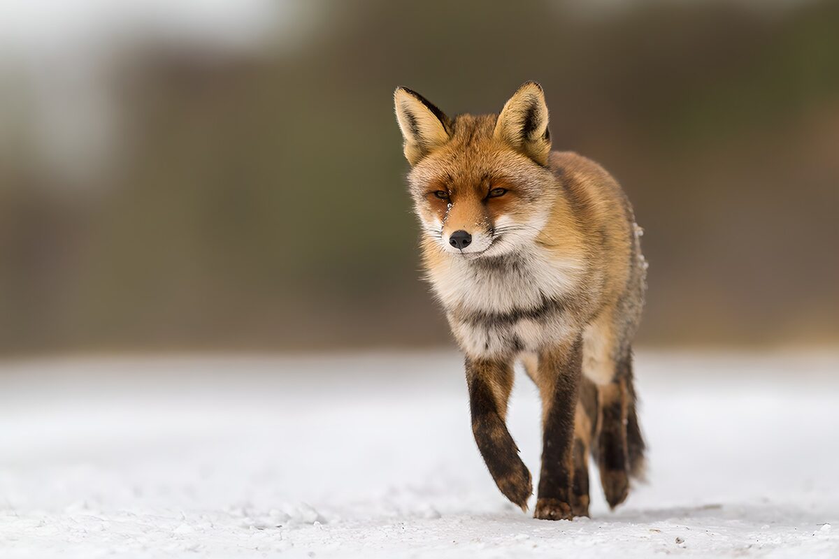 Vos in de sneeuw