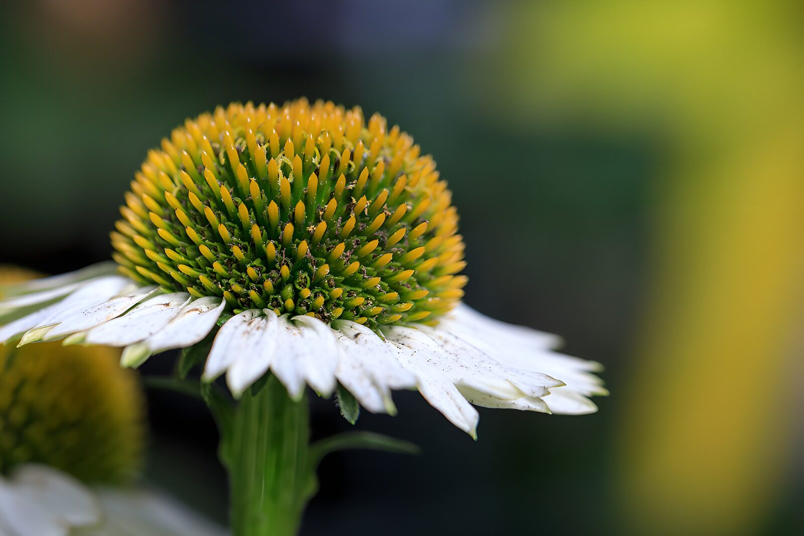 CW7454690: Groene Echinacea in Bloei
