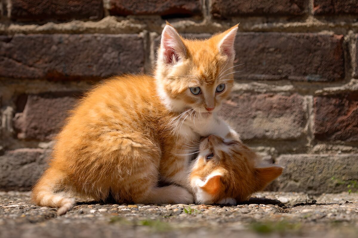 Twee rode kittens knus samen