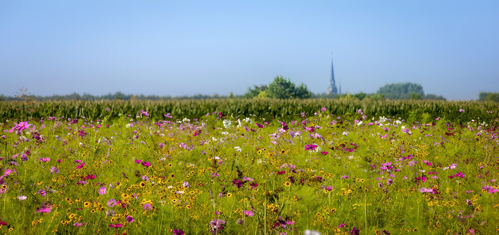 CW1792513: Kleurrijke bloemenweide met kerktoren