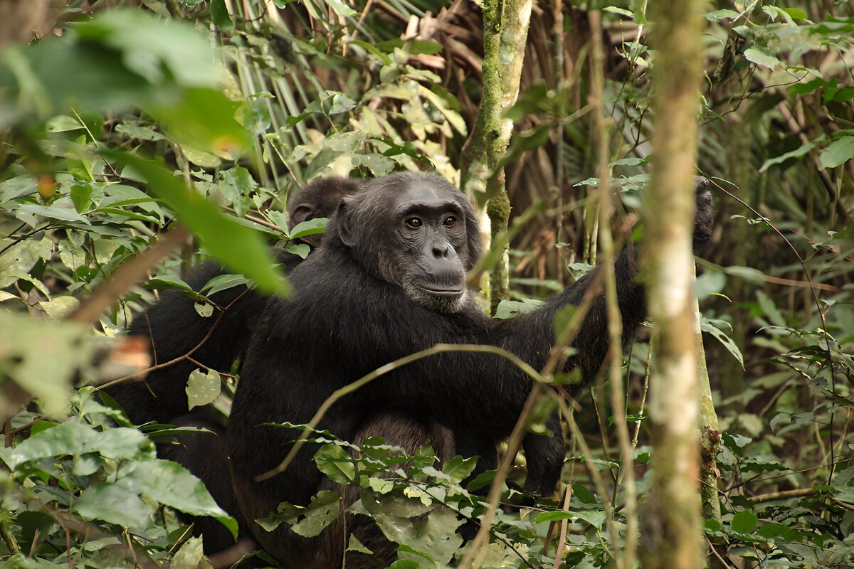 Chimpansees in hun natuurlijke habitat