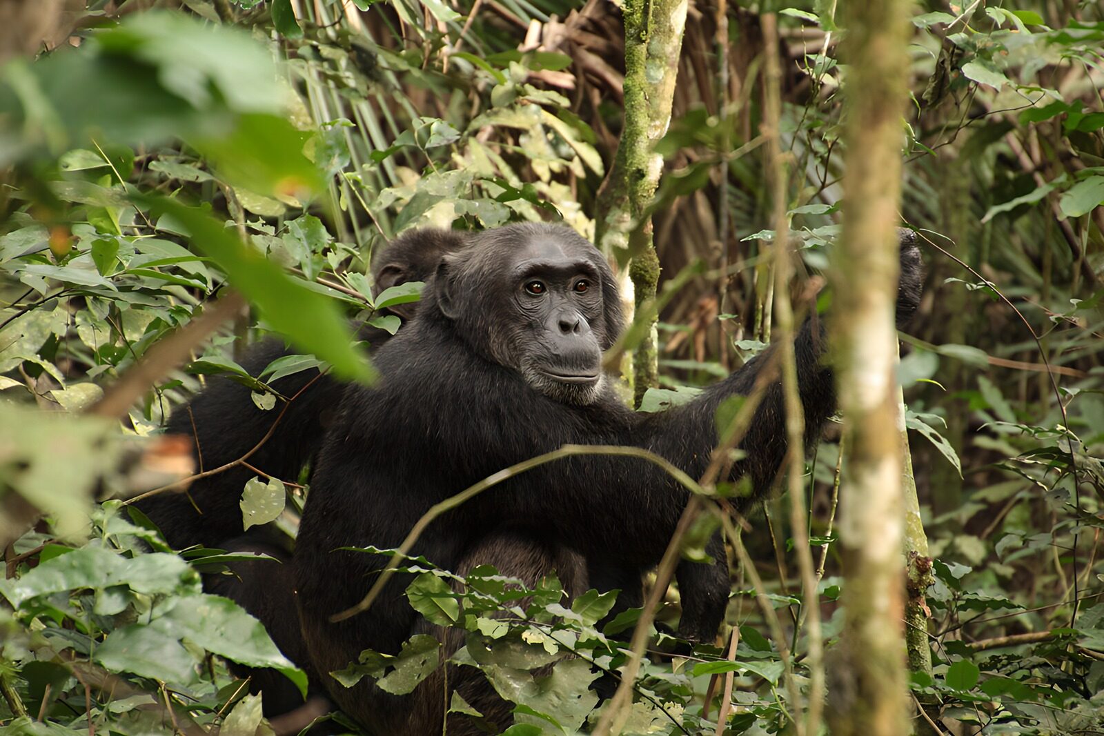 CW1370046: Chimpansees in hun natuurlijke habitat