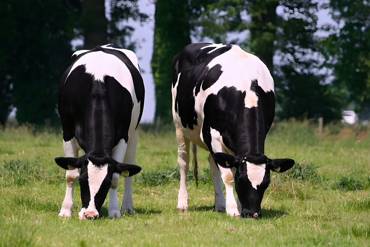 Twee grazende koeien in de wei