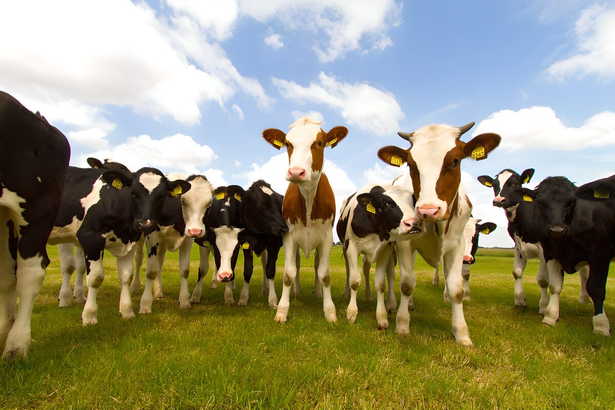 Groep Kalveren op een Groene Weide