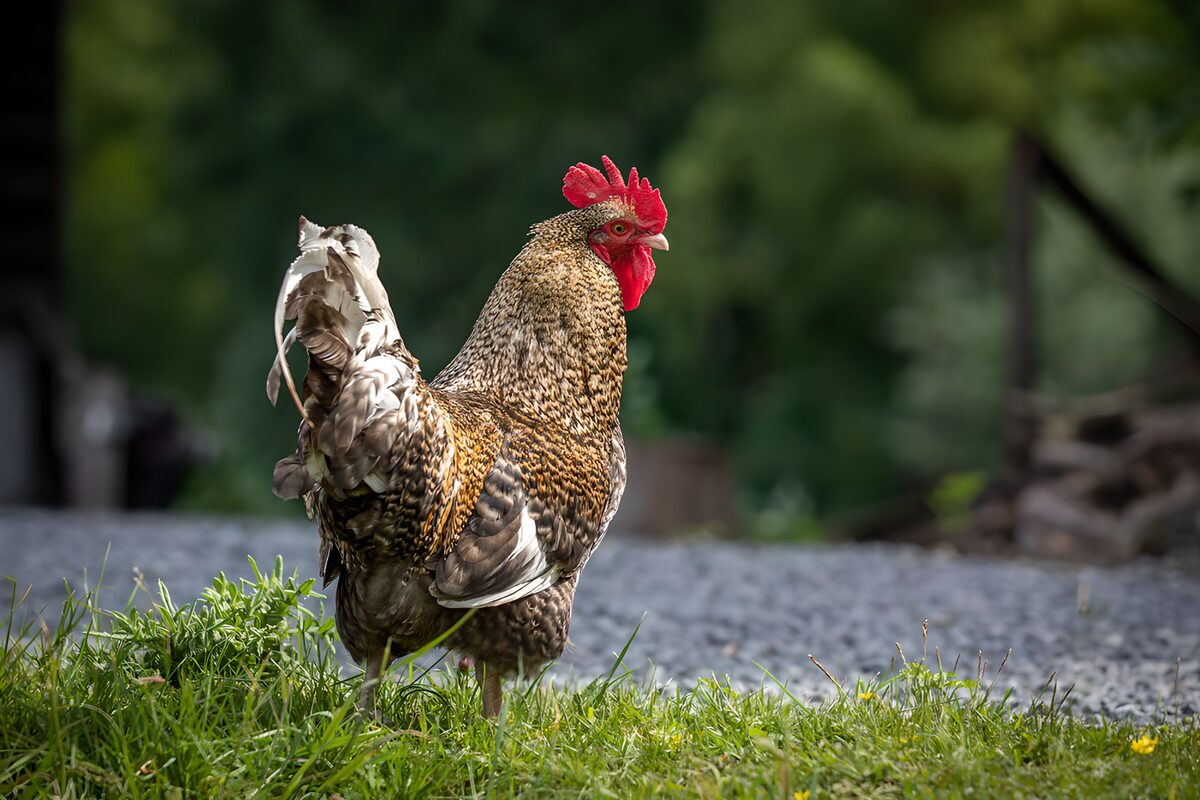 Trots staande haan in de natuur