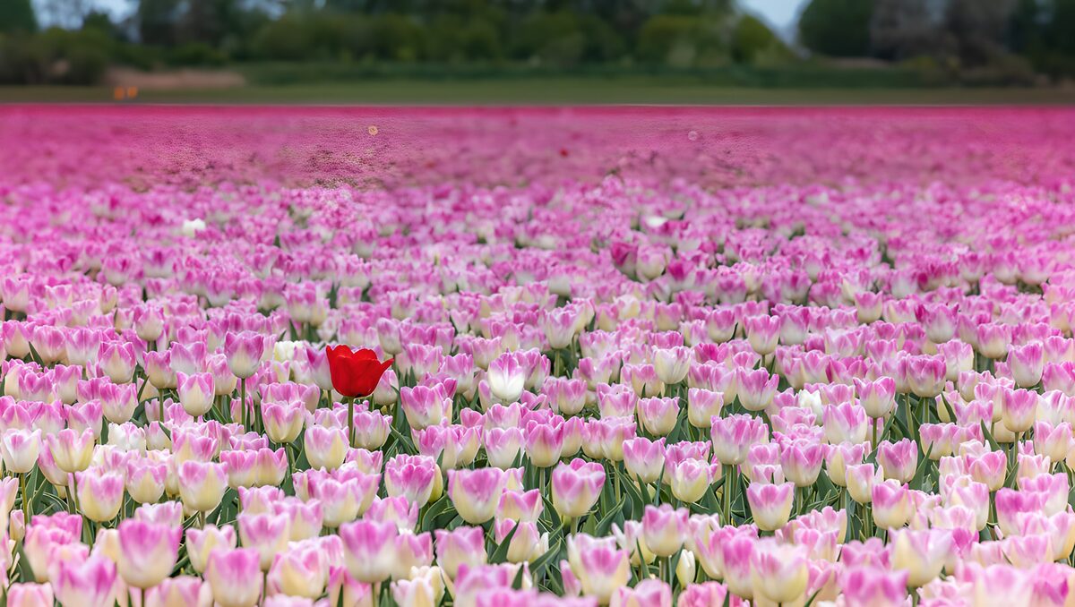 Eenzaam in de tulpenvelden