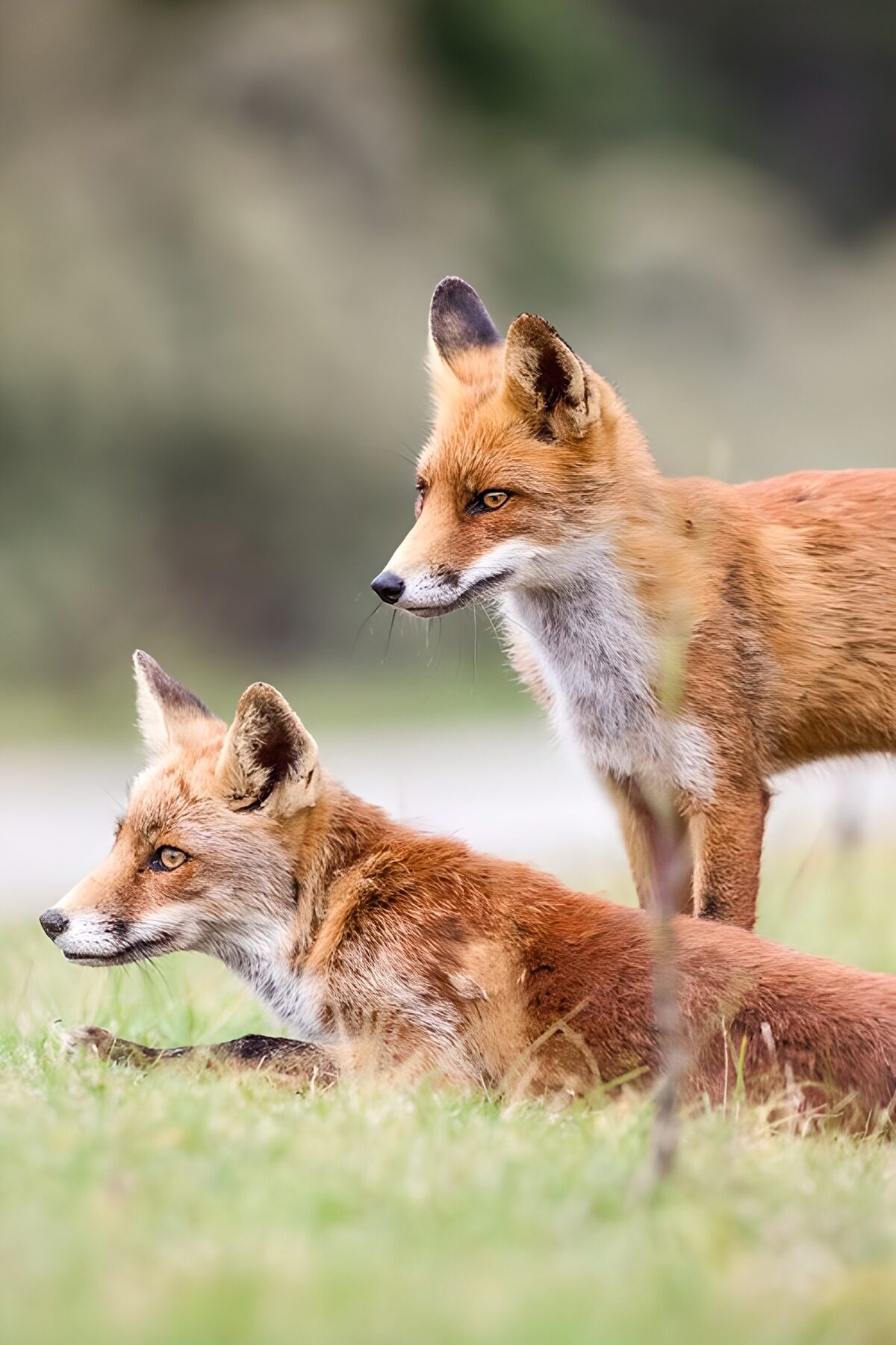 CW7029964: Twee vossen in de natuur