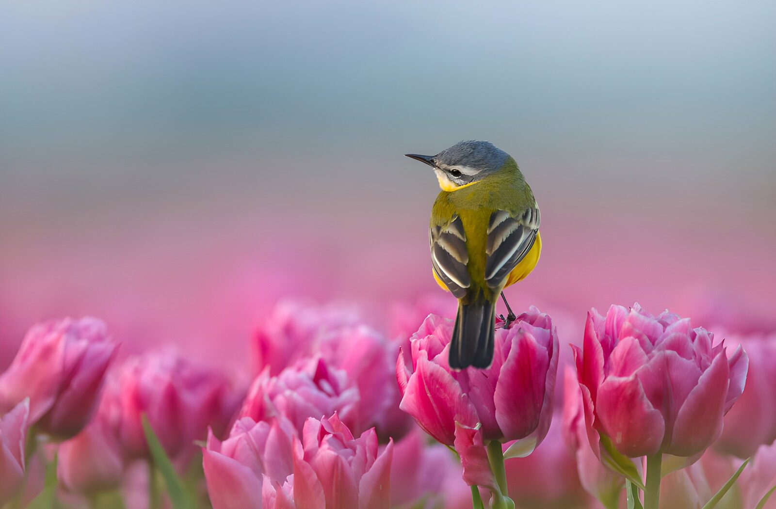 CW6070887: Vogel tussen tulpen in bloei