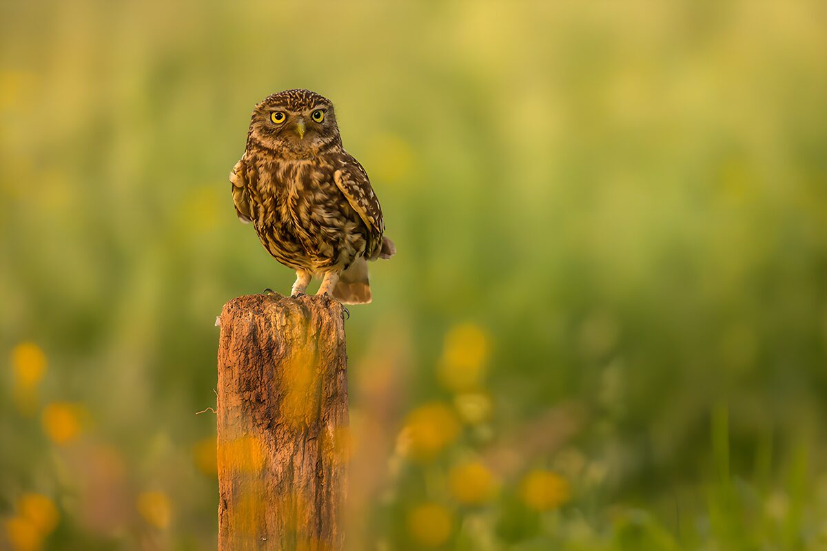Dwerguil op een paal in het gras