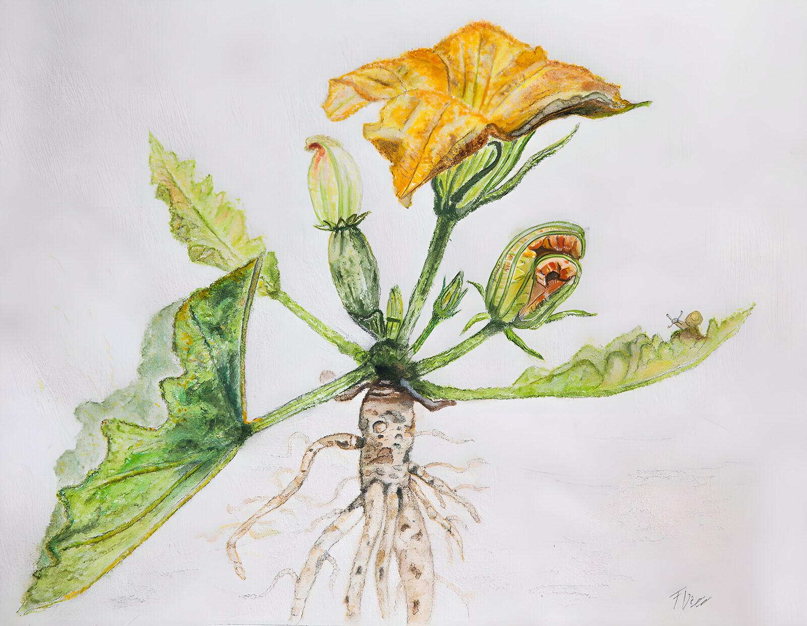 CW7766739: Bloeiende courgetteplant met wortels