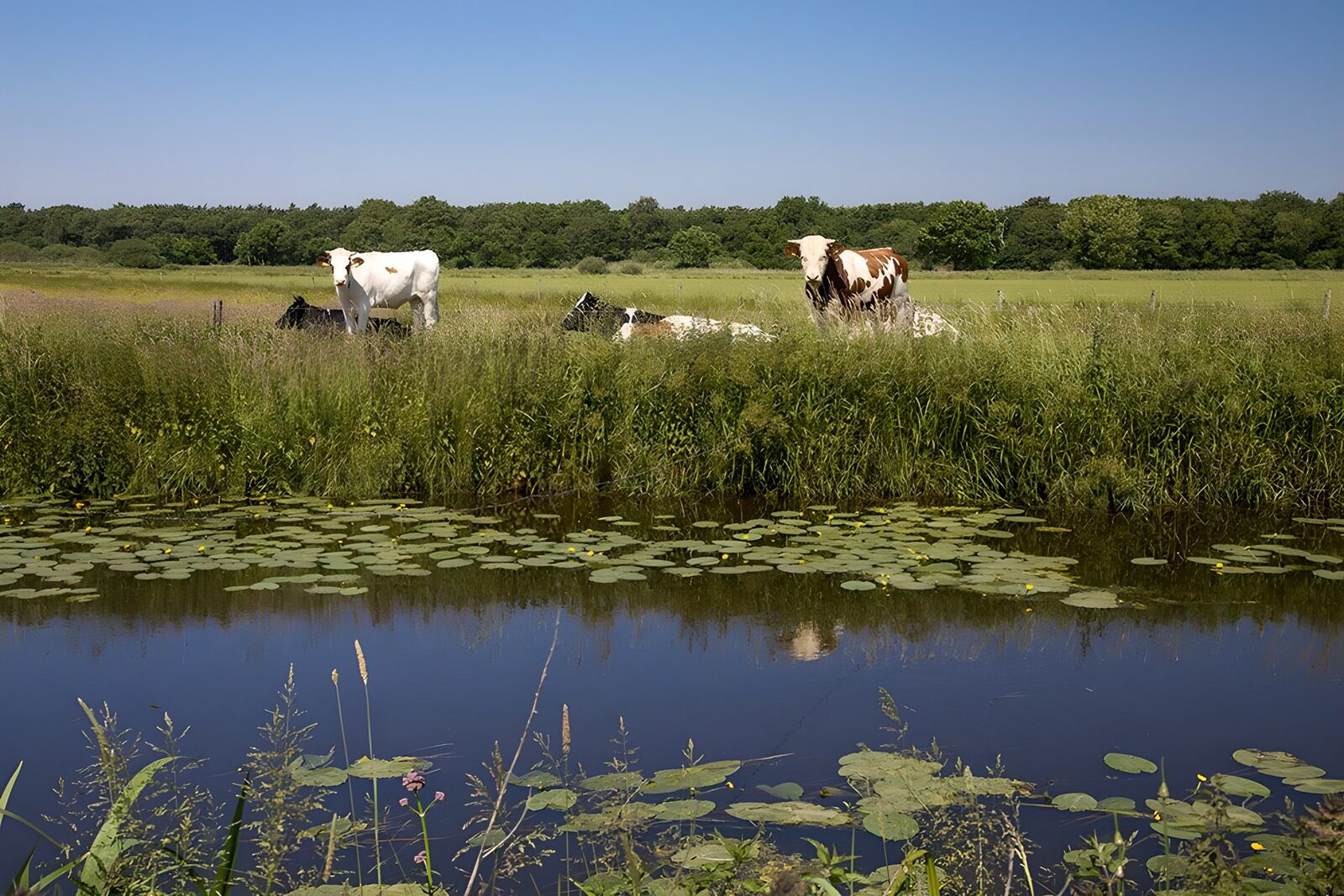 CW5351562: Rustige koeien in een weelderig landschap
