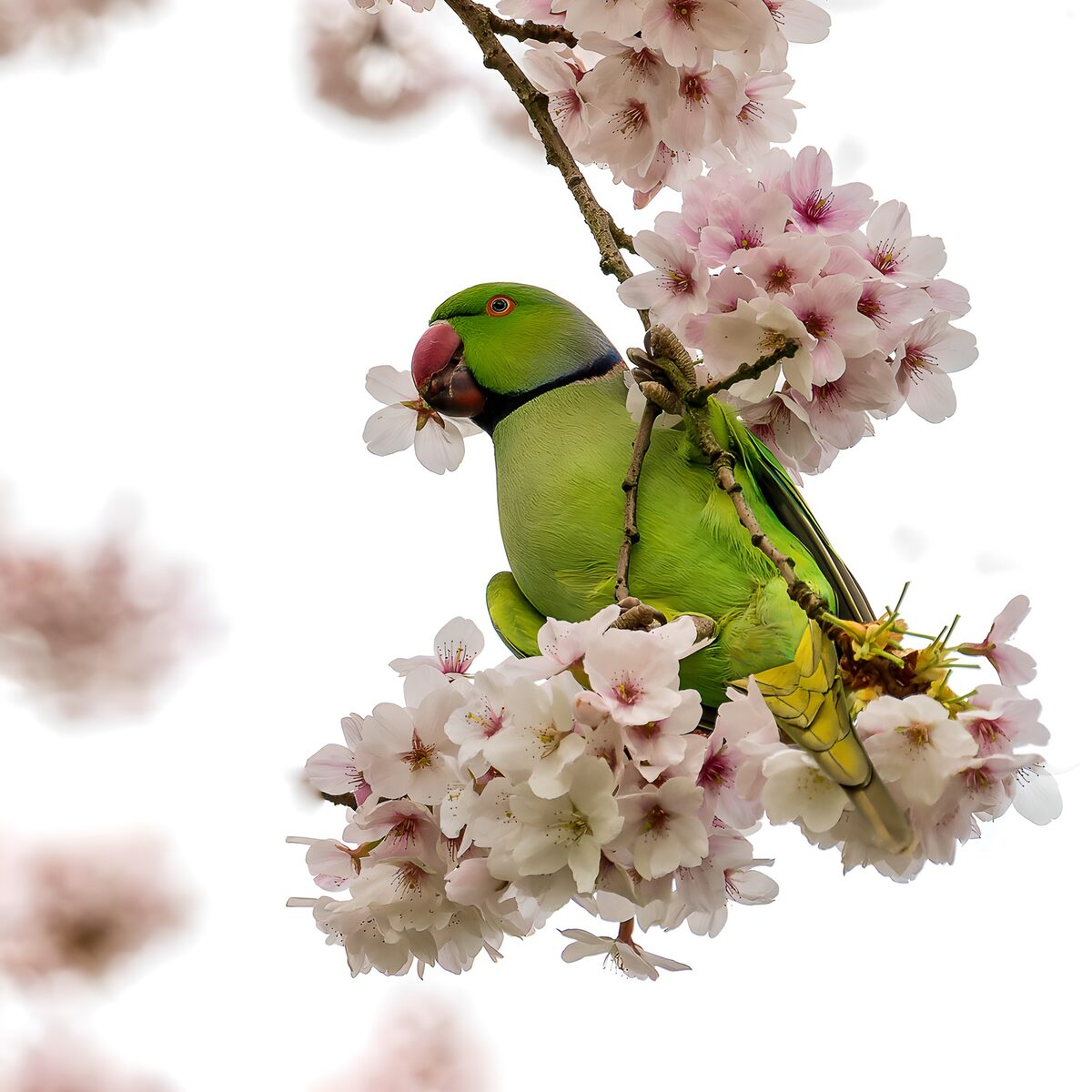 Groene papegaai tussen bloesems