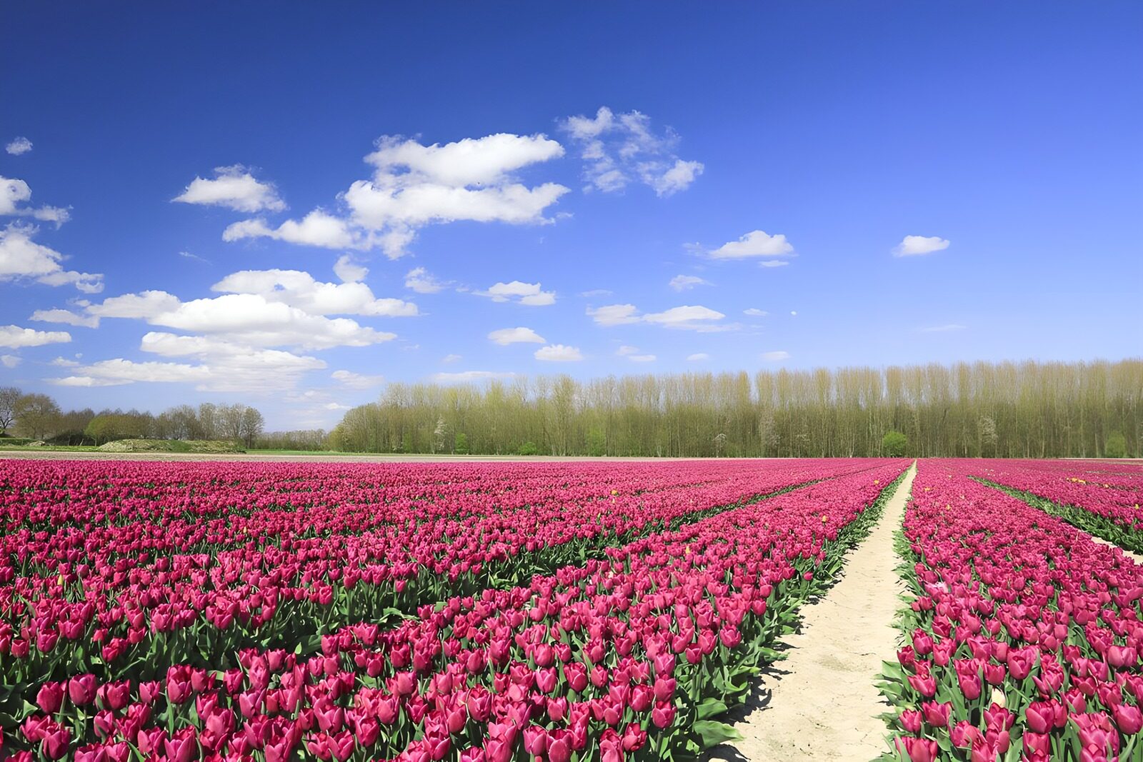 CW8476479: Prachtige tulpenvelden onder een blauwe lucht