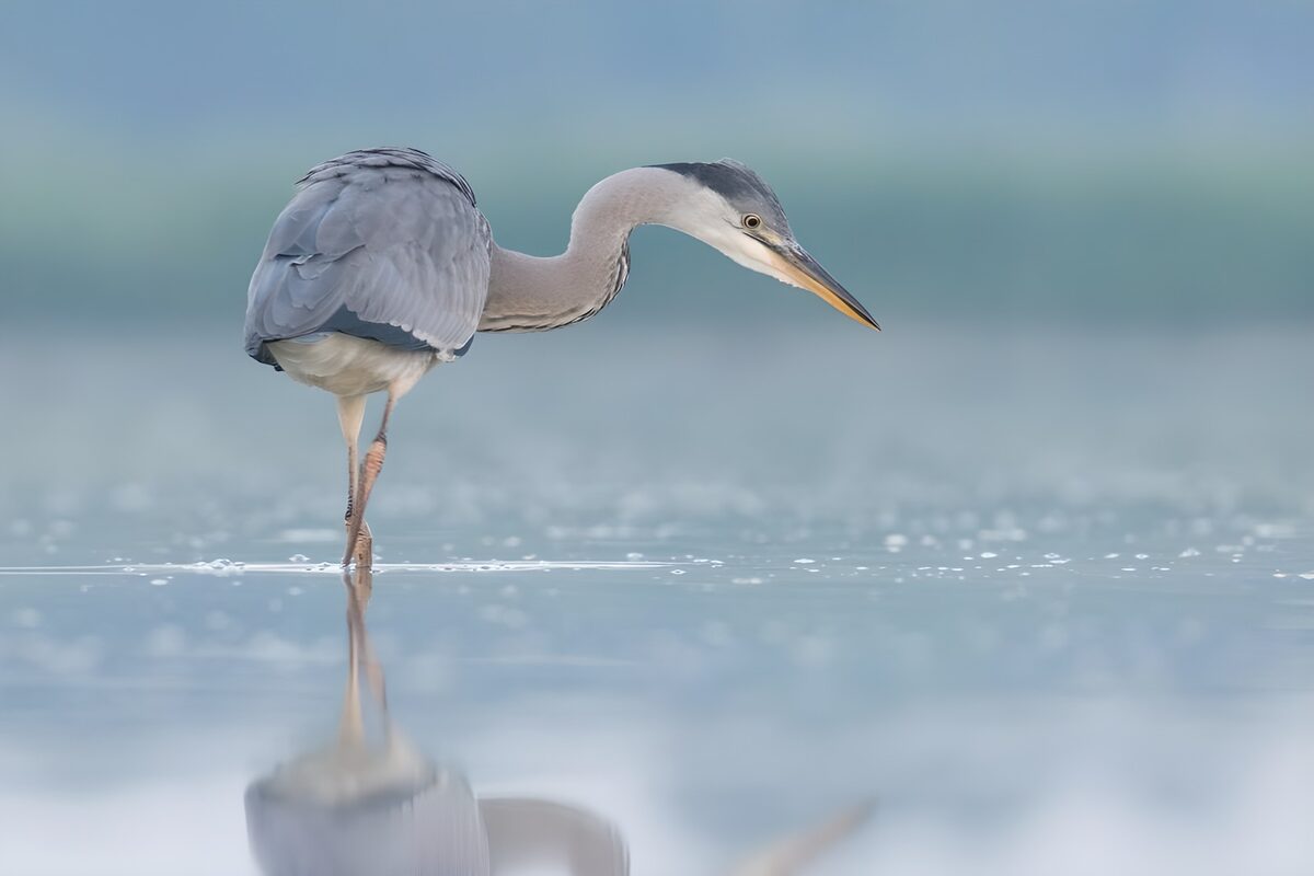 Grijze Reiger in heldere wateren