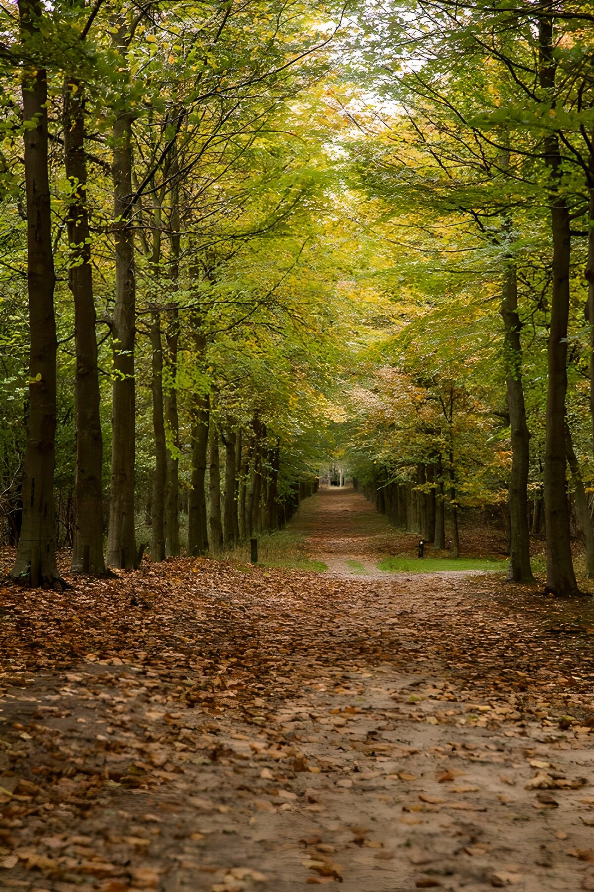 Herfstwandeling door het bos