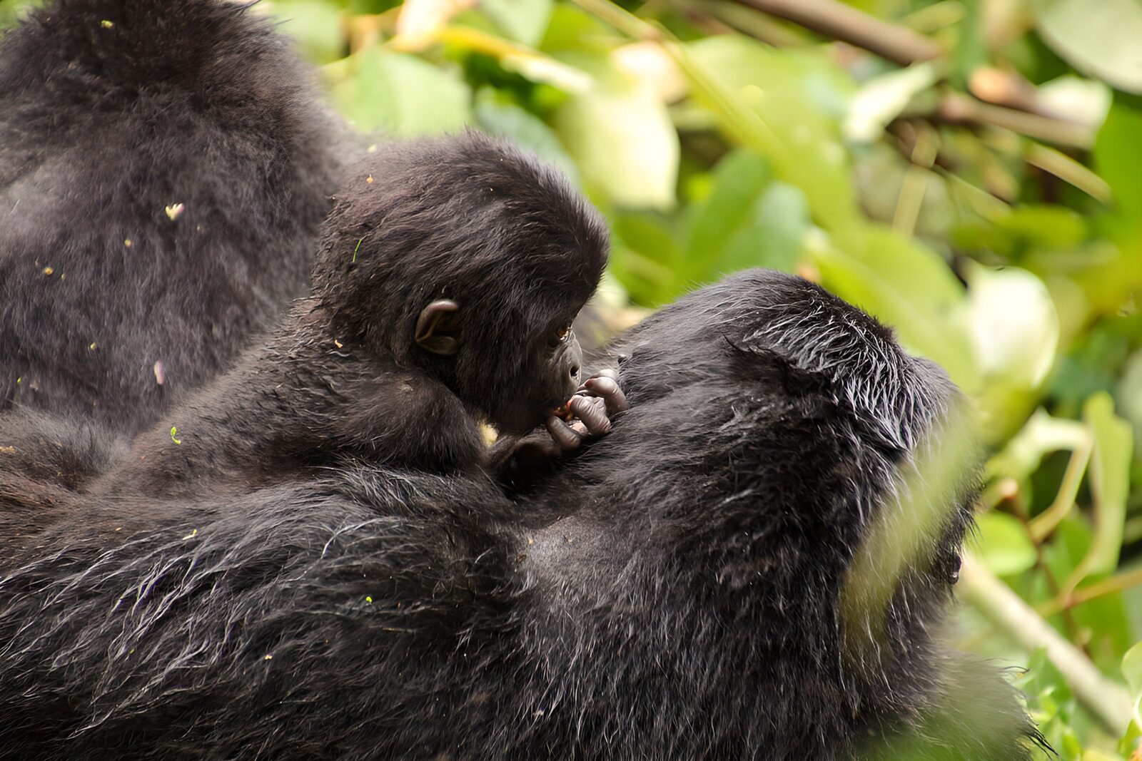 CW9881039: Knuffelende gorilla's in de natuur