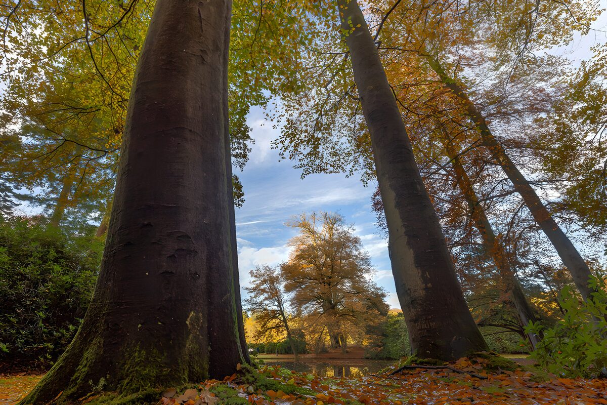 CW4556676: Herfst in het woud