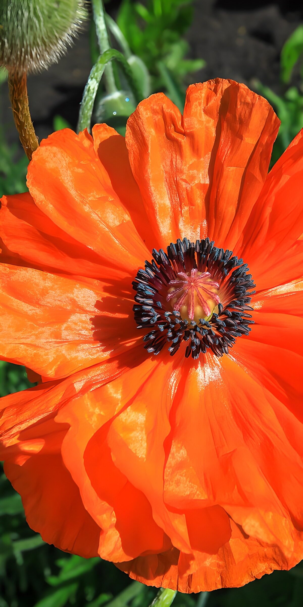 CW4373467: Stralende oranje papaver
