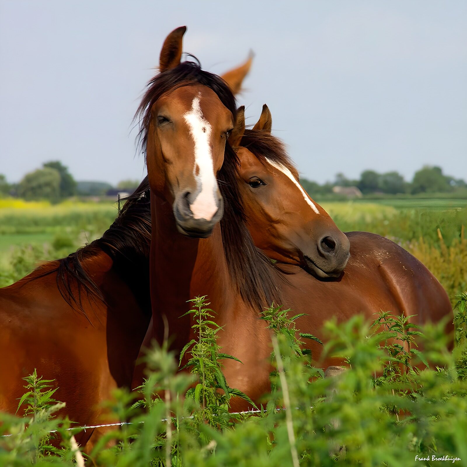 CW7502164: Vriendschap tussen paarden