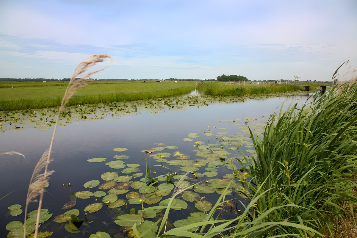 CW7435581: Rustig Water met Waterlelies en Grond