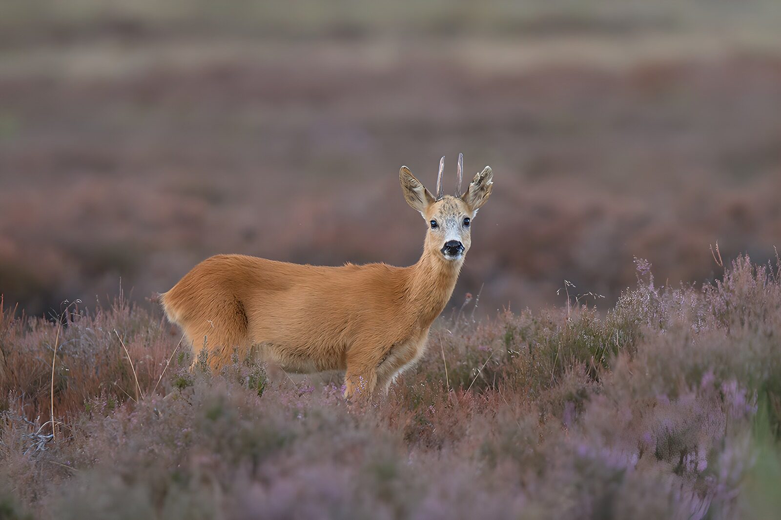 CW2755416: Ree in bloemrijke heide