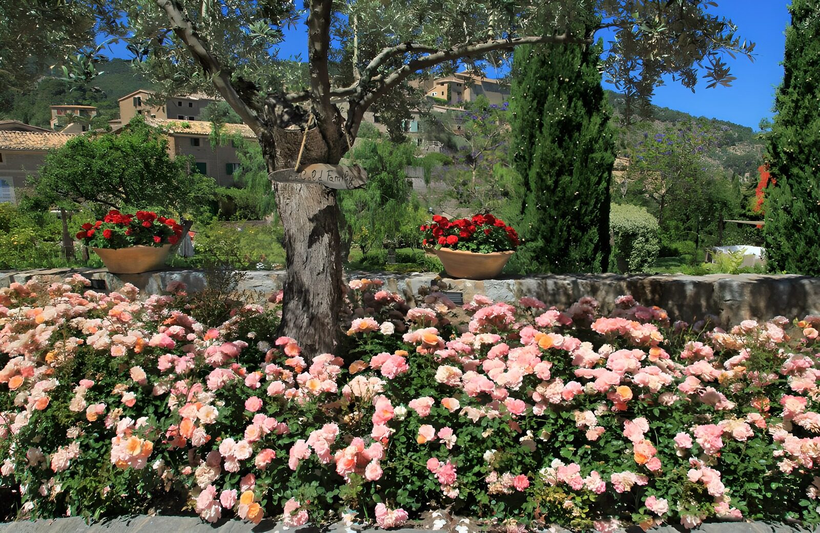 CW7565446: Prachtige bloementuin met olijfboom