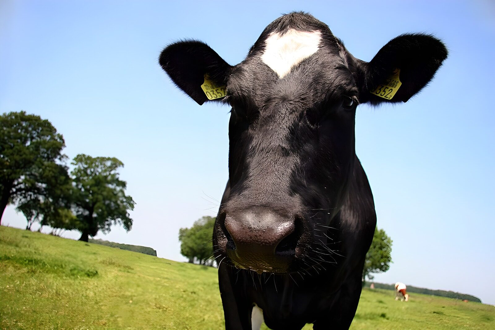 CW3329551: Blije koe op het grasland