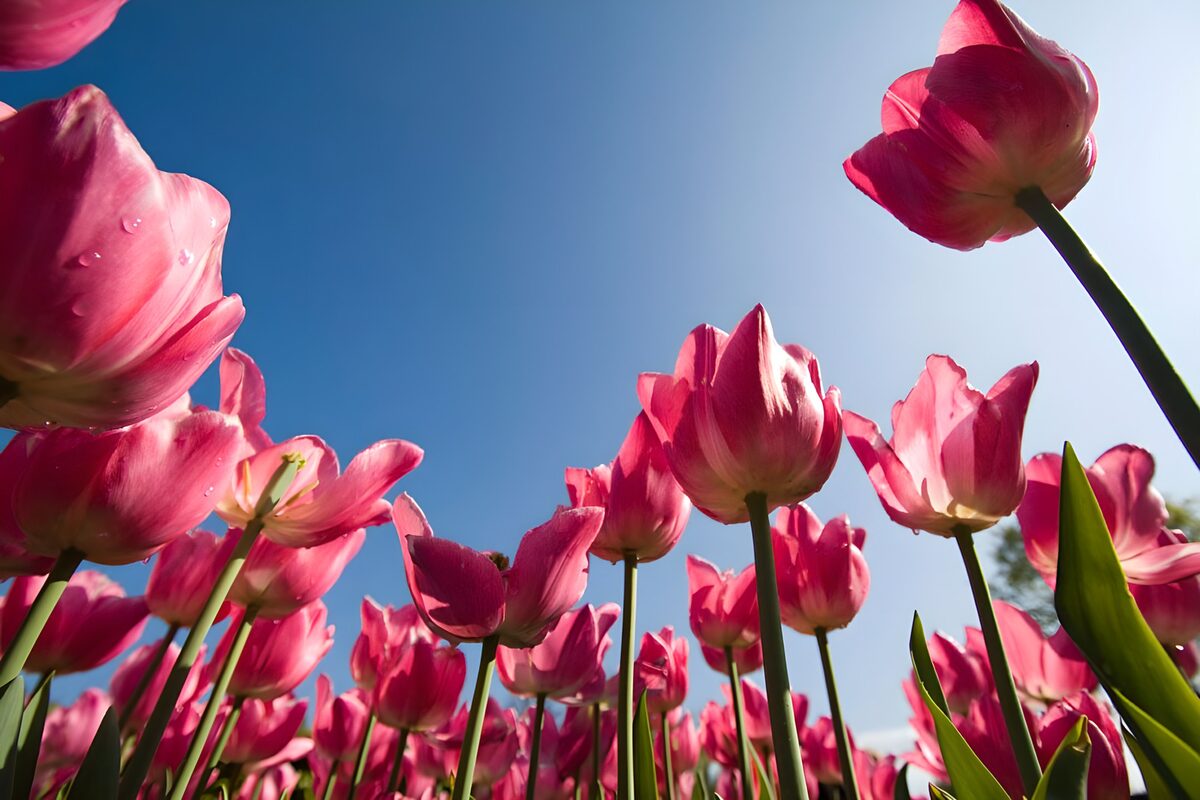Prachtige Roze Tulpen onder de Bliksem