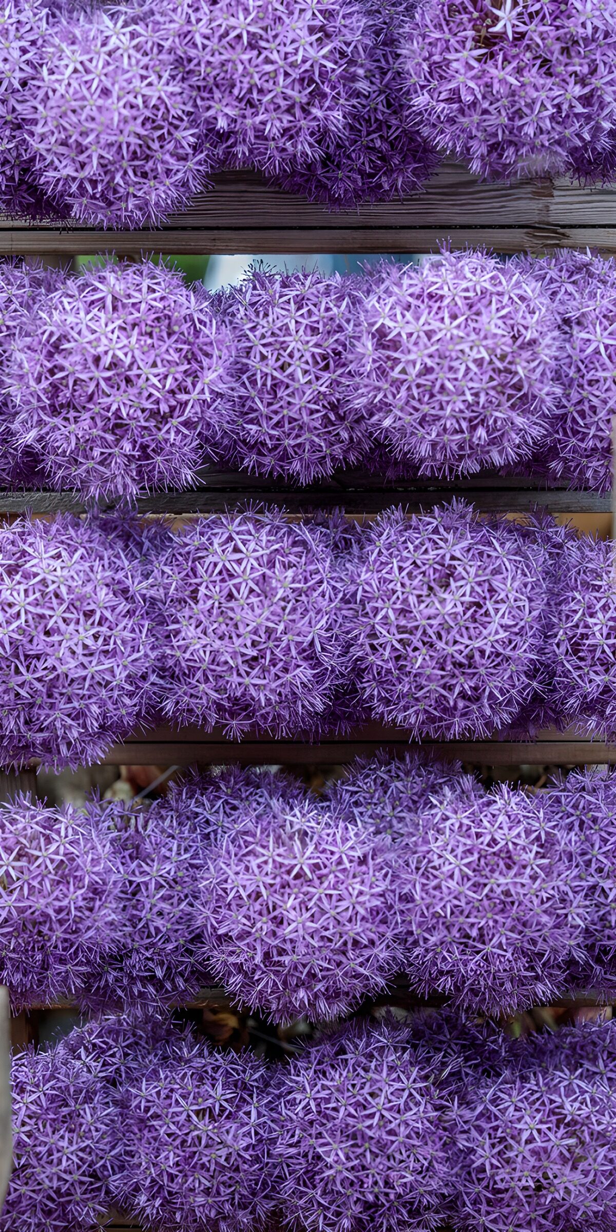 CW8233030: Prachtige paarse bloemenbollen