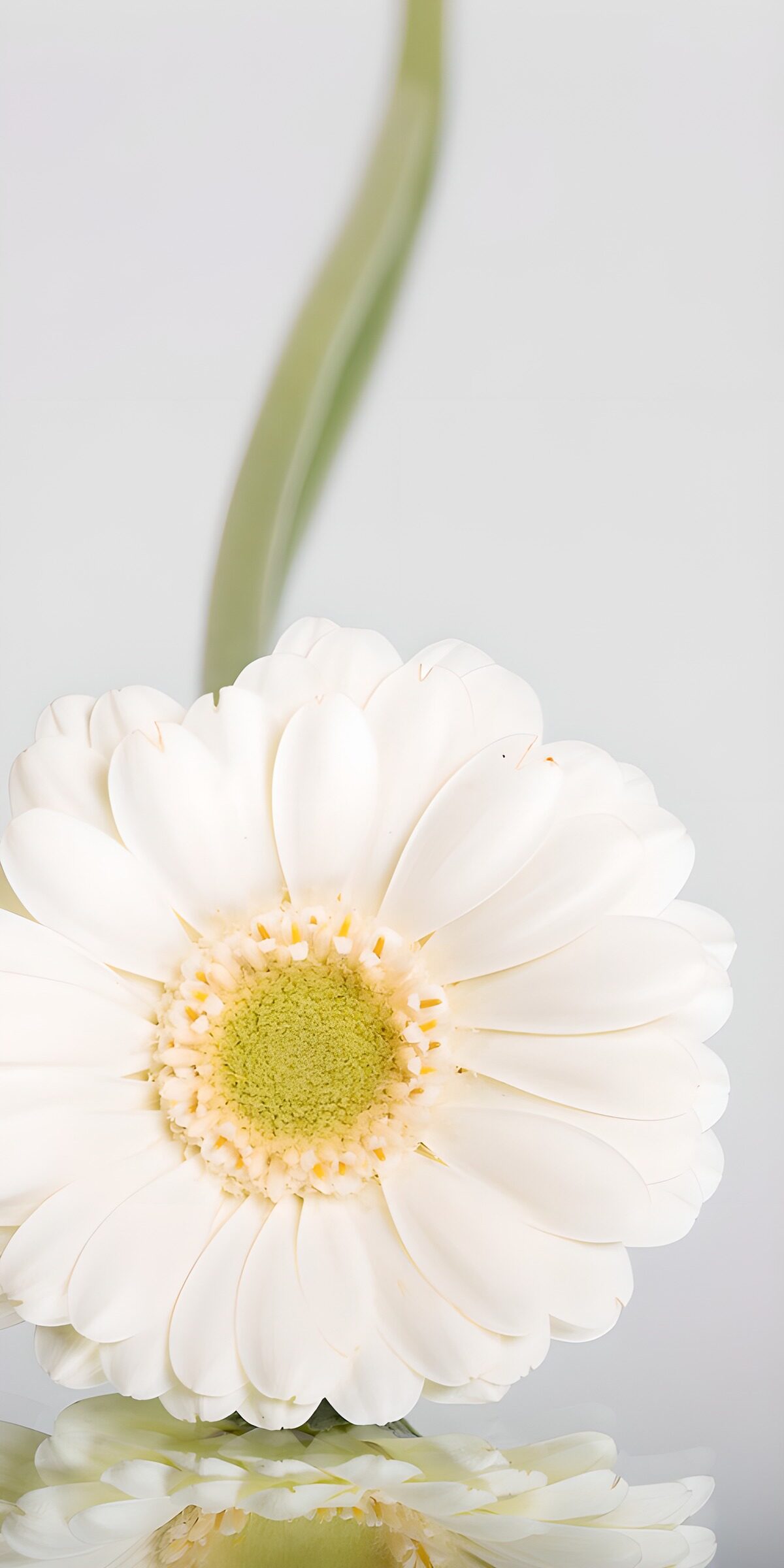 CW2866906: Witte bloem met spiegeling