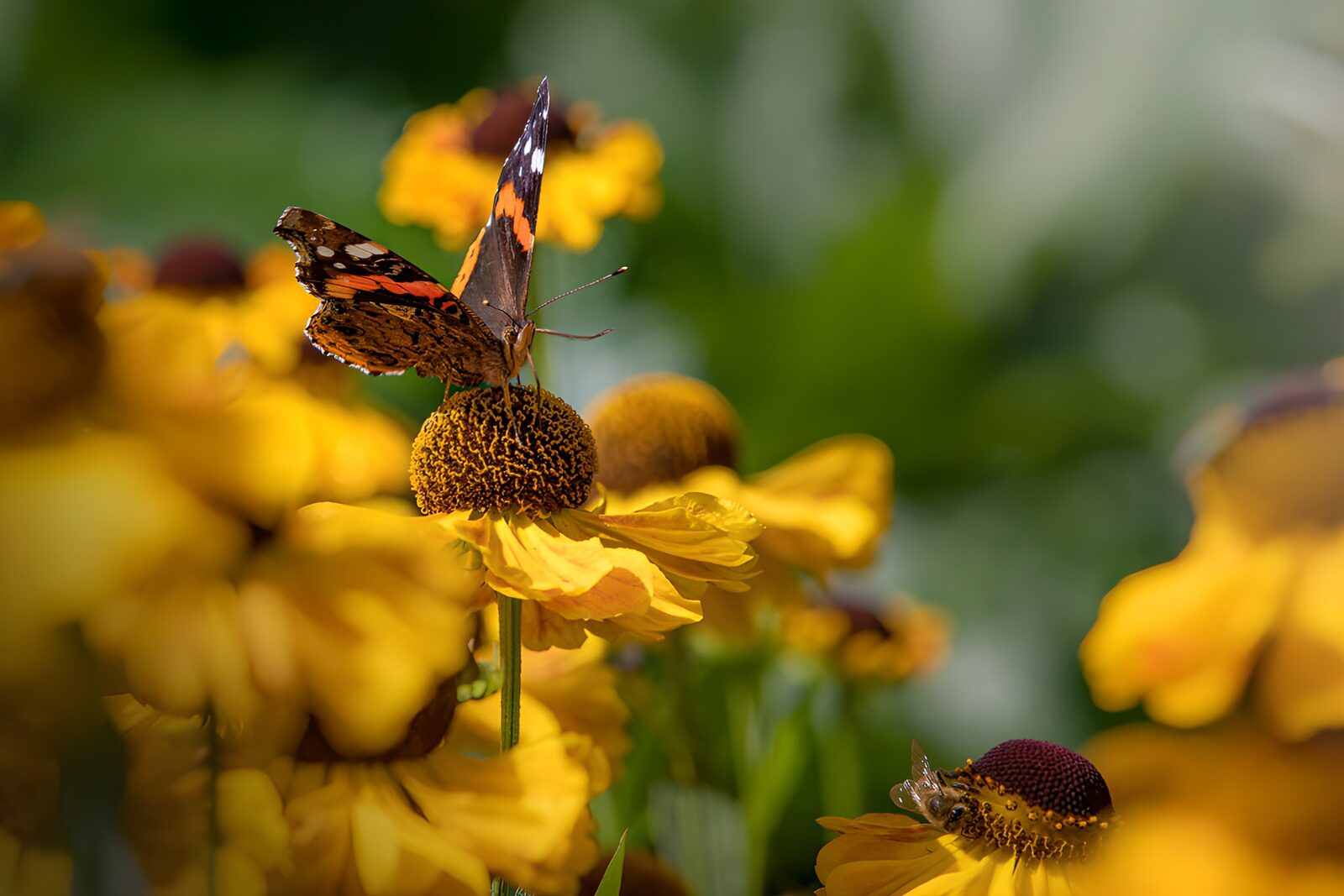 CW3979658: Vlinder op gele bloemen
