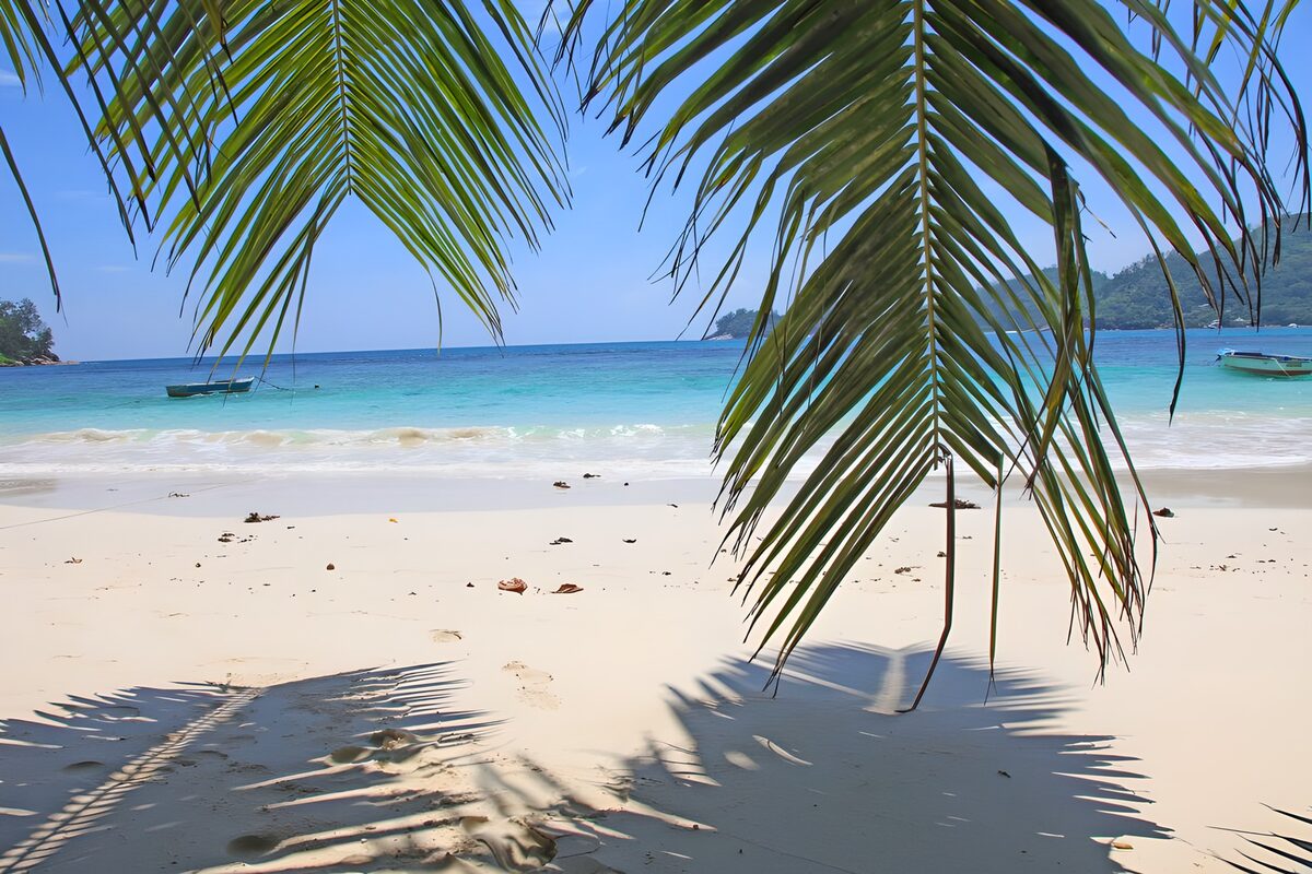 CW9171306: Tropisch strand met palmbomen