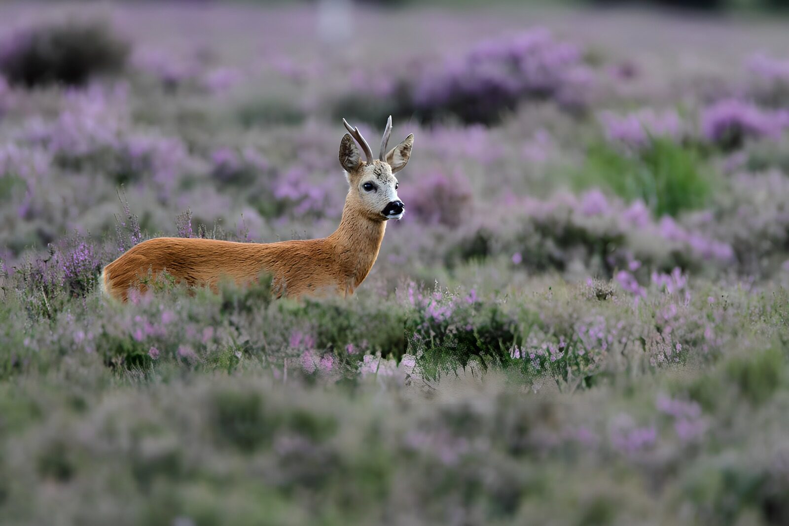 CW9154062: Ree te midden van paarse heide