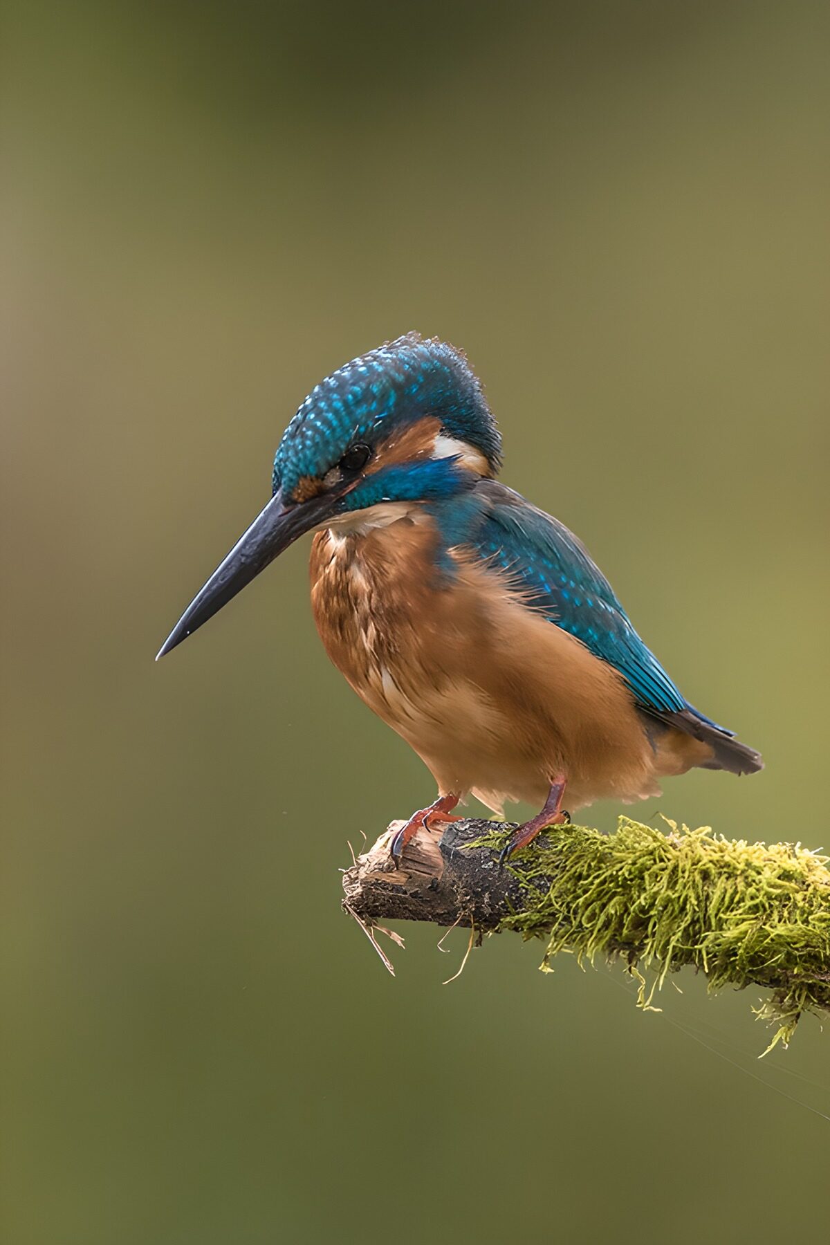 IJsvogel op een tak