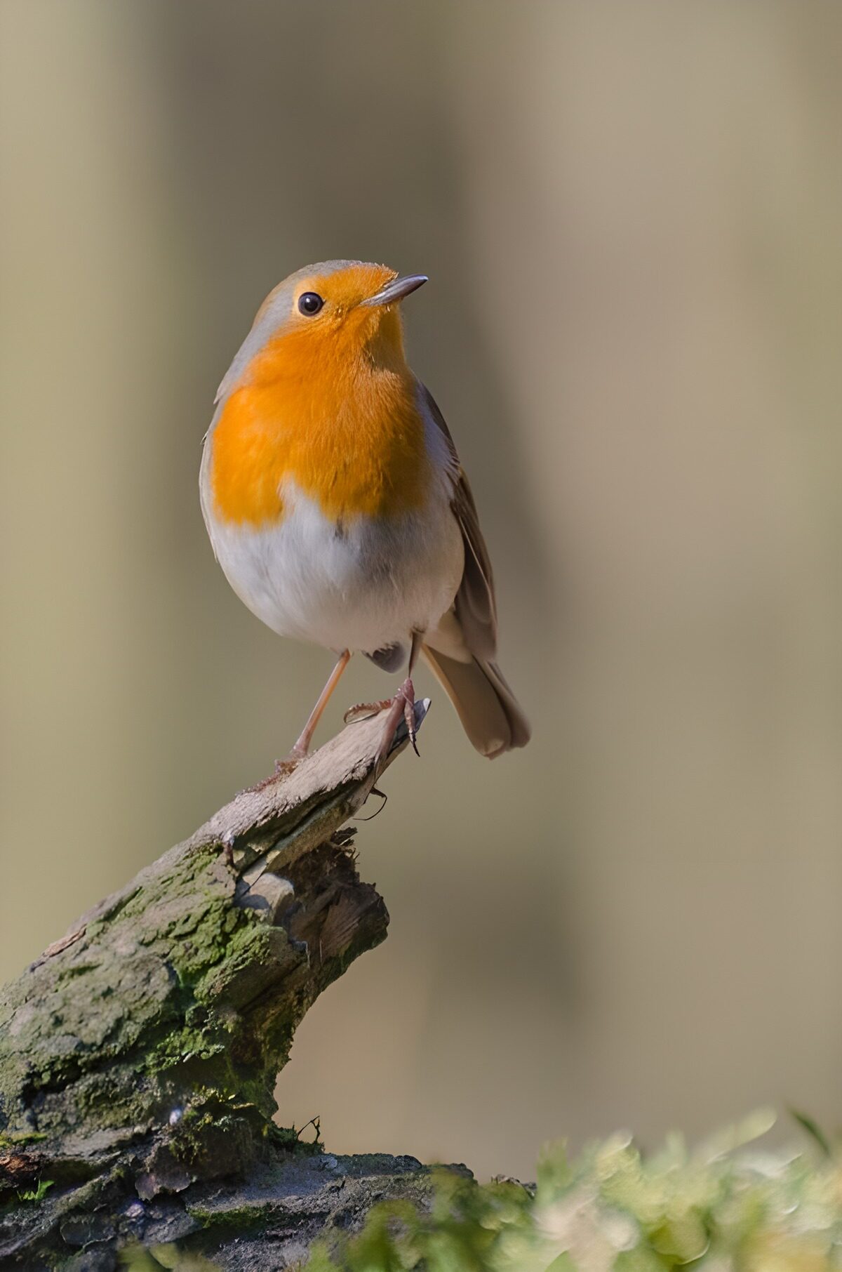 CW4048205: Roodborst op een tak