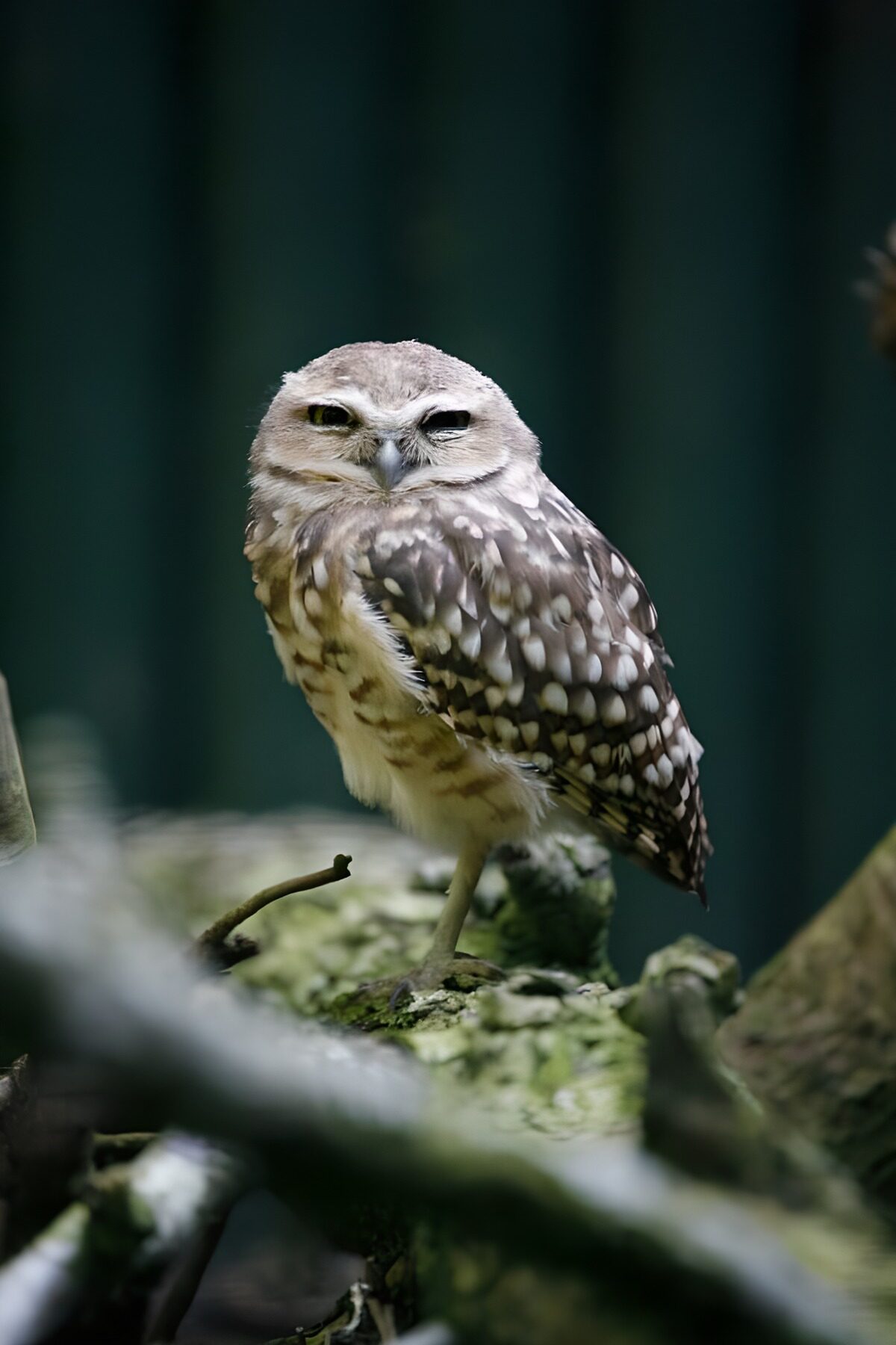 CW4950242: Kleine uil op een tak